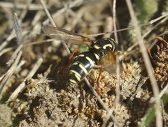 Xanthogramma citrofasciatum