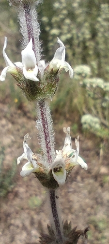 Sideritis hirsuta, photograph 3