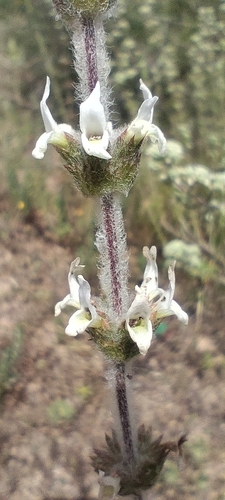 Sideritis hirsuta, photograph 4