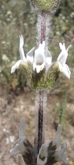 Sideritis hirsuta, photograph (c) Santiago Martín-Bravo, some rights reserved (CC BY)
