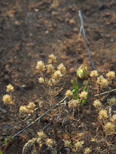 Plantago afra, photograph 6