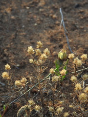 Plantago afra, photograph (c) Duarte Frade, some rights reserved (CC BY)