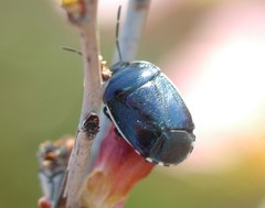 Canthophorus melanopterus