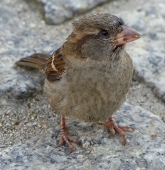 Passer domesticus