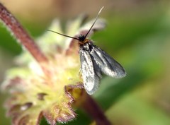 Cauchas rufifrontella