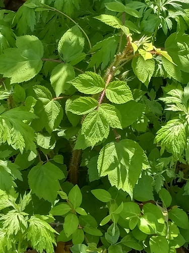 wineberry