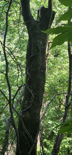 Gray Ratsnake