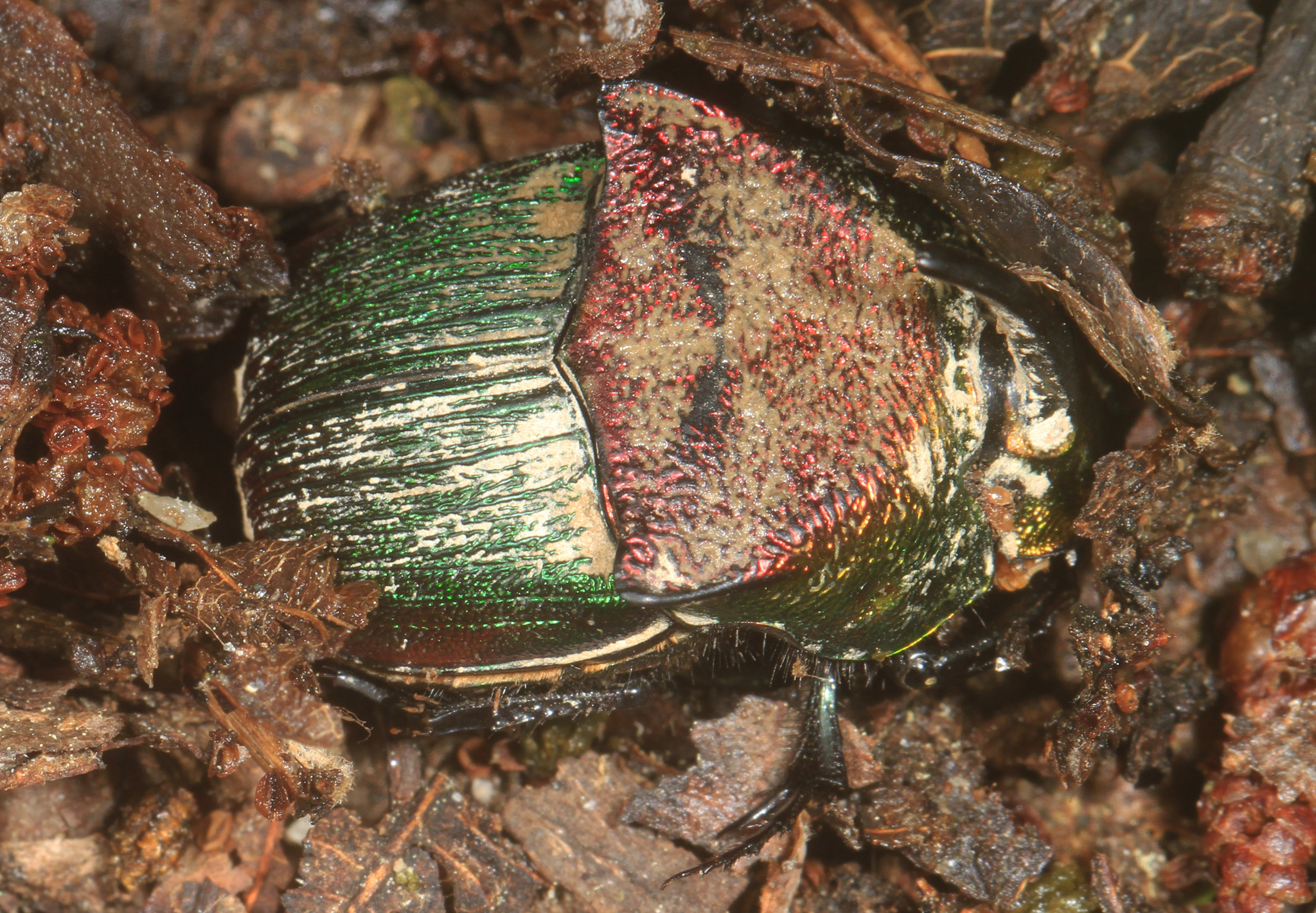 Burrowing Dung Beetles (Genus Phanaeus) · iNaturalist