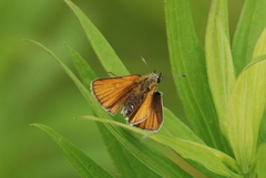 Thymelicus lineola