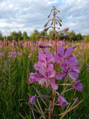 Chamaenerion angustifolium