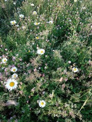 Leucanthemum vulgare