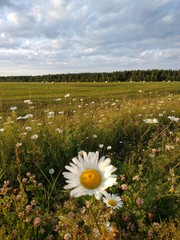 Leucanthemum vulgare