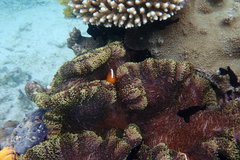 Amphiprion sandaracinos