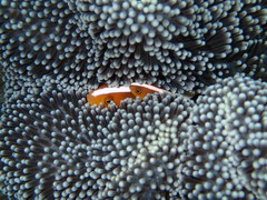 Amphiprion sandaracinos