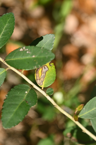 Phytomyza vomitoriae photo 5