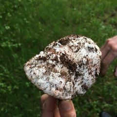 Amanita novinupta