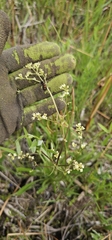 American Indian Tobacco (Valeriana edulis)