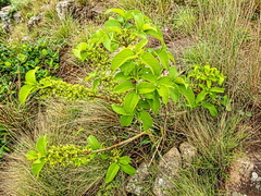Vangueria macrocalyx
