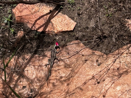 Striped Lava Lizard, Tropidurus semitaeniatus