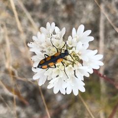 Eupompha elegans