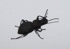 Cephalostenus orbicollis