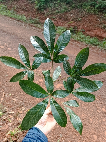 Lamanonia ternata