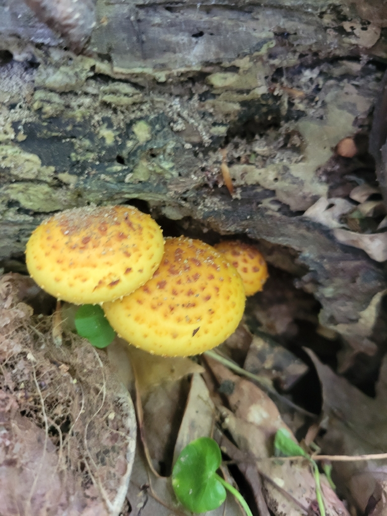 Golden Pholiota · May 2026 · photo: Photo: no rights reserved · iNaturalist