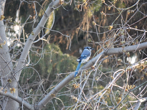Blue Jay