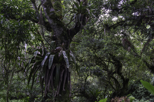 Vriesea bituminosa, photograph 4