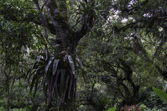 Vriesea bituminosa, photograph author not stated, no rights reserved