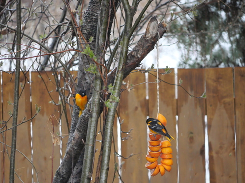 Baltimore Oriole