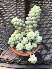 Sedum burrito
