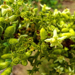 Vangueria macrocalyx