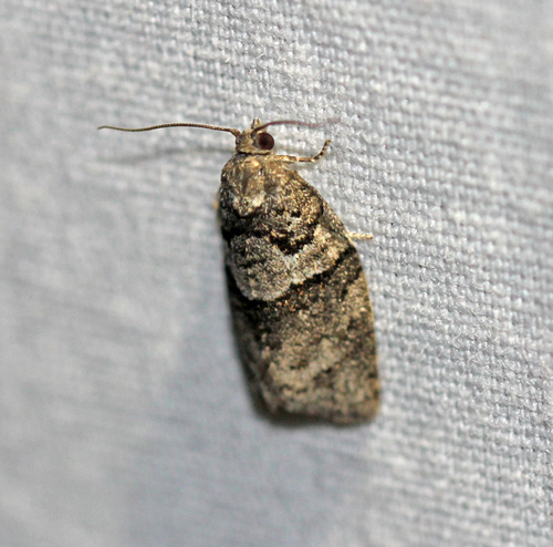 Gray Leafroller Moth photo 4