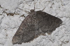 Aleucis distinctata