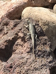 Sceloporus