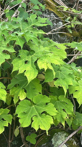 Montanoa hibiscifolia observed 2026-05-17