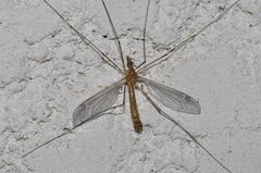 Tipula bezzii