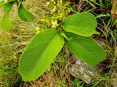 Vangueria macrocalyx