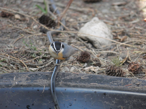 Red-breasted Nuthatch