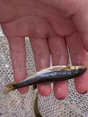 Phenacobius mirabilis