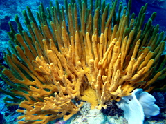 Pararhaphoxya sinclairi