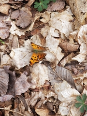 Polygonia comma