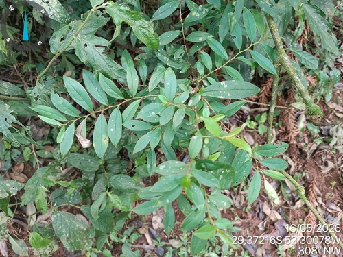 Dasyphyllum spinescens