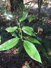 Aucuba japonica