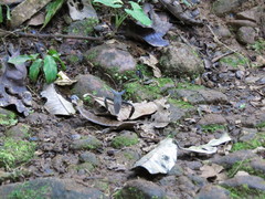 Acanthocephala pittieri