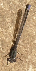 Argia immunda