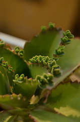 Kalanchoe