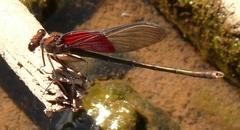 Hetaerina americana