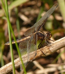 Libellula luctuosa